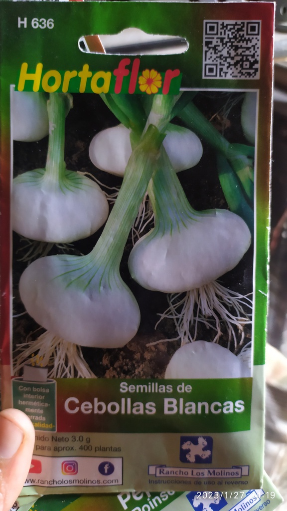 Semillas de  cebolla blanca